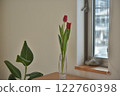 Flowers tulips on windowsill 122760398