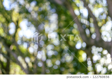 Forest Out-of-focus Bokeh Fresh green Spring Image 122760656