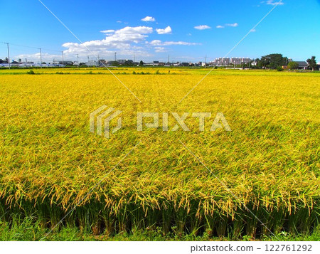 盛夏郊區豐收的稻田景色 122761292