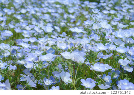 藍色粉蝶花 122761342