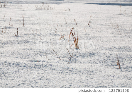 Snowy Morning 7 122761398