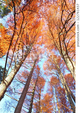 Autumn leaves, Cypress family, Bald cypress 122761437