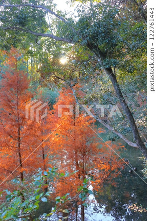 秋葉,柏科,落葉杉 秋葉,柏科,落葉杉 122761443