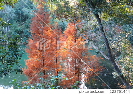 秋葉,柏科,落葉杉 秋葉,柏科,落葉杉 122761444