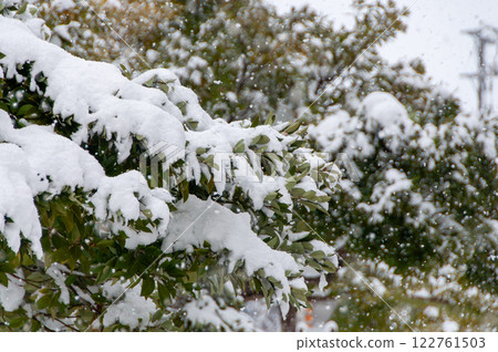 Snow-covered tree 1 122761503