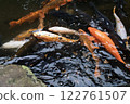 各種顏色的鯉魚 122761507
