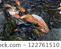 各種顏色的鯉魚圍著誘餌遊動 122761510