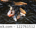 各種顏色的鯉魚圍著誘餌遊動 122761512