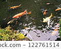 各種顏色的錦鯉在池塘裡遊來游去 122761514