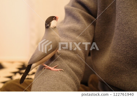 A Java sparrow gazing from its arm 122761940