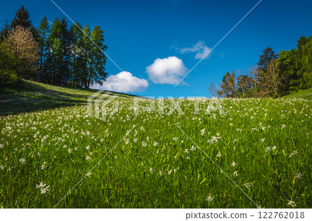 Fresh white daffodil flowers on the green slope in Slovenia 122762018