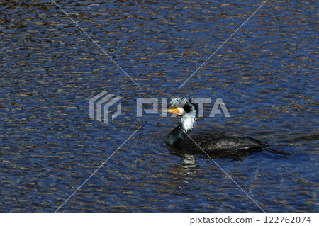 Kawau swimming in the water 122762074