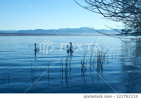 Pair of Swans on Scenic Mountain Lake Pair of Swans on Scenic Mountain Lake 122762119