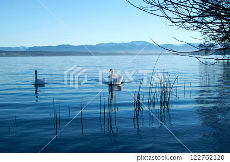 Pair of Swans on Scenic Mountain Lake 122762120