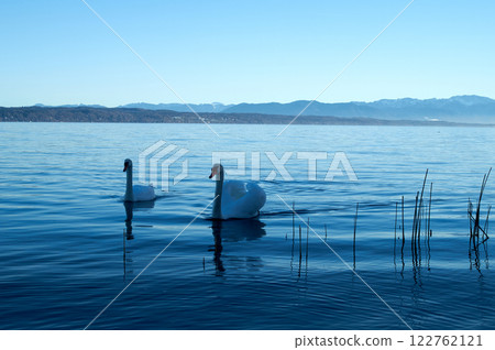 Elegant Swans Swimming on Tranquil Lake Elegant Swans Swimming on Tranquil Lake 122762121