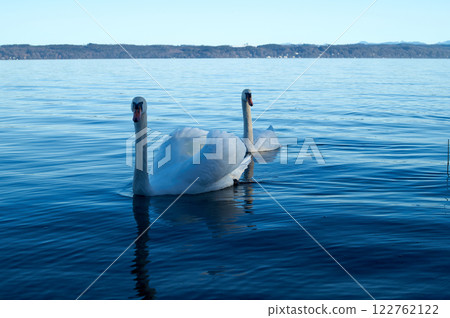 Elegant Swans Swimming on Tranquil Lake Elegant Swans Swimming on Tranquil Lake 122762122