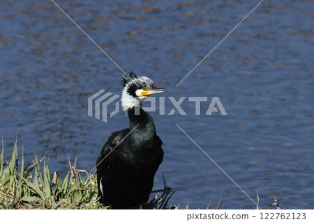 以水為背景的鸕鶿 以水為背景的鸕鶿 122762123