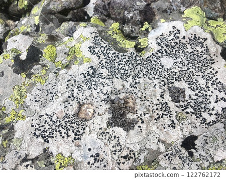 Rock-dwelling crustose lichen. Rough stone texture with grey and yellow colors. Lichen Crust on Rocks in Trusso valley, Georgia. Rock-dwelling crustose lichen. Rough stone texture with grey and yellow colors. Lichen Crust on Rocks in Trusso valley, Georgia. 122762172