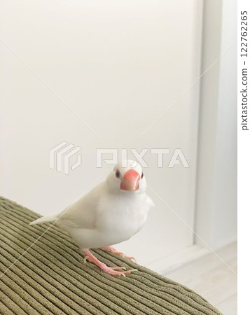 A Java sparrow staring straight ahead in a room 122762265