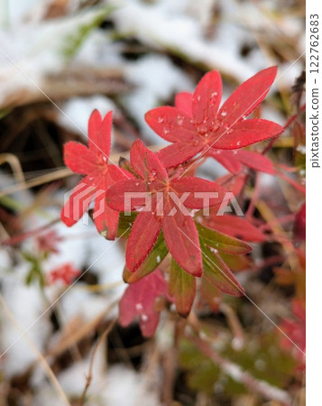 autumn leaves with frost autumn leaves with frost 122762683