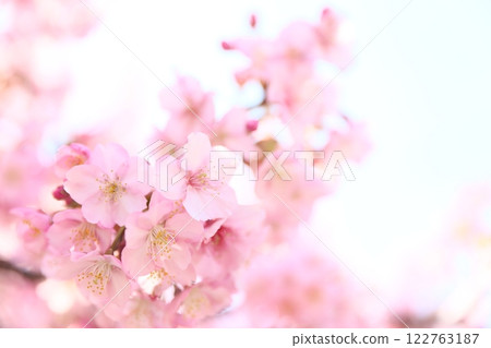 Kawazu cherry blossoms to announce the arrival of spring 122763187