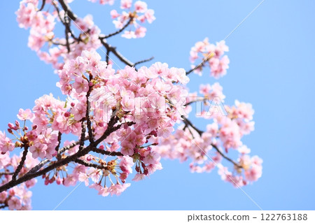 Kawazu cherry blossoms in the blue sky 122763188