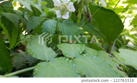 Weaver ants on plant leaves. Weaver ants on plant leaves. 122763318