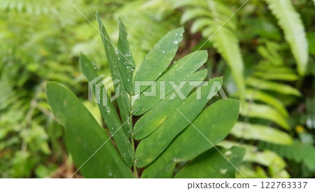 The background of plant leaves exposed to rainwater forms like crystals. The background of plant leaves exposed to rainwater forms like crystals. 122763337