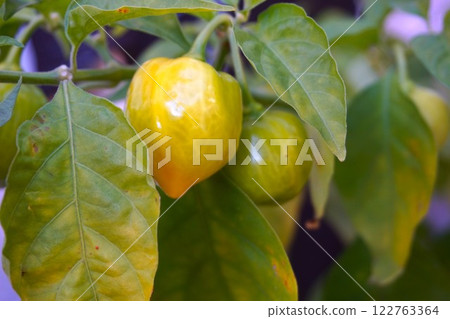 哈瓦那辣椒家庭花園 極辣 122763364
