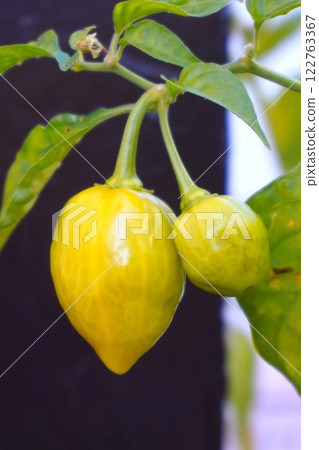 Habanero Home Garden Extremely Spicy 122763367