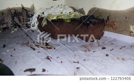 very delicious cake, party cake very delicious cake, party cake 122763408
