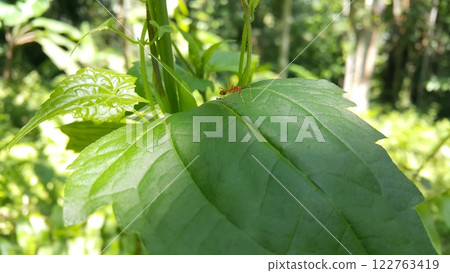 Weaver ants on dark green leaves. 122763419