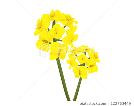 Simple rapeseed flower illustration Simple rapeseed flower illustration 122763449