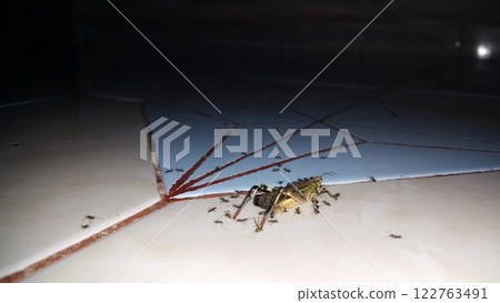 The dying grasshopper was swarmed by black ants who wanted to eat it. The dying grasshopper was swarmed by black ants who wanted to eat it. 122763491