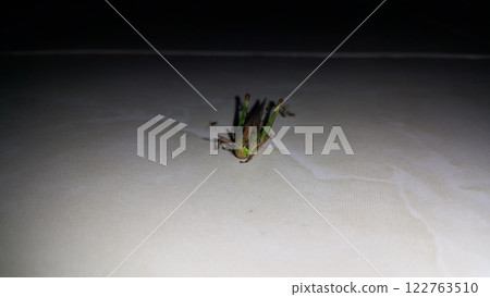 Photo of brown and green grasshopper. 122763510