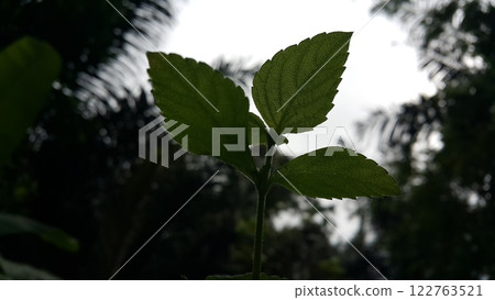 The photos were taken in the forest. 122763521