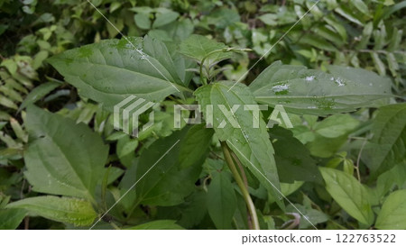 The photos were taken in the forest. The photos were taken in the forest. 122763522