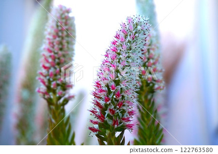 爪蓮花 爪蓮花 122763580