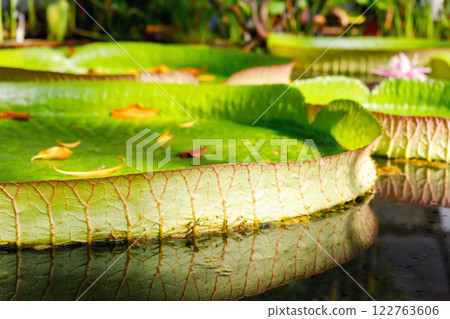 Close-up Victora Regia Amazonica giant water lily pads glow green yellow petals rippling lake surface. Natural waterlily patterns lush wetland environment exotic tropical serenity in tropical pond 122763606