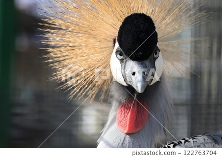 Gazing Grey Crowned Crane Gazing Grey Crowned Crane 122763704