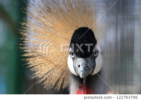 Gazing Grey Crowned Crane 122763706