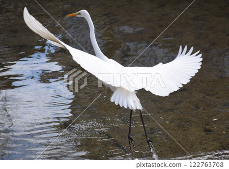 Great Egret gracefully spreading its wings 122763708