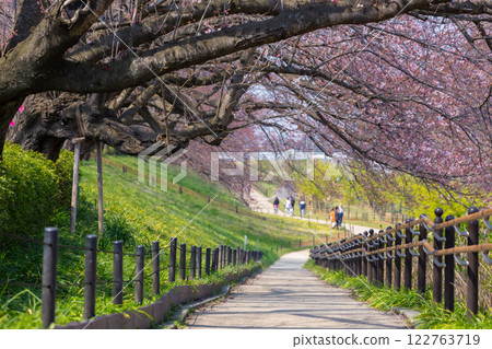 The beauty of cherry blossoms at Gongendo Tsutsumi in the end of March 2017, Saitama, Japan The beauty of cherry blossoms at Gongendo Tsutsumi in the end of March 2017, Saitama, Japan 122763719