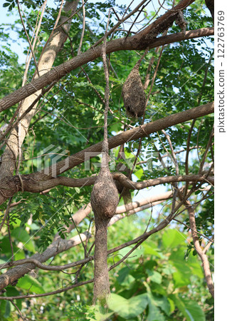 Close up nest bird from leaf dry in nature garden on tree Close up nest bird from leaf dry in nature garden on tree 122763769