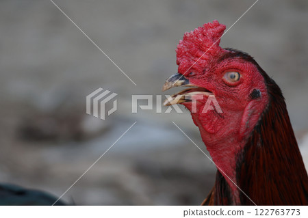 The fighting cock in garden nature farm The fighting cock in garden nature farm 122763773