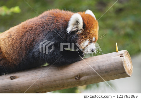 小熊貓看著蘋果 122763869