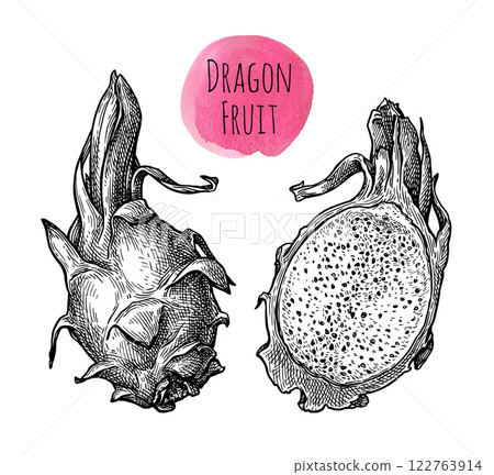 Dragon fruit and half ink sketch. Dragon fruit and half ink sketch. 122763914