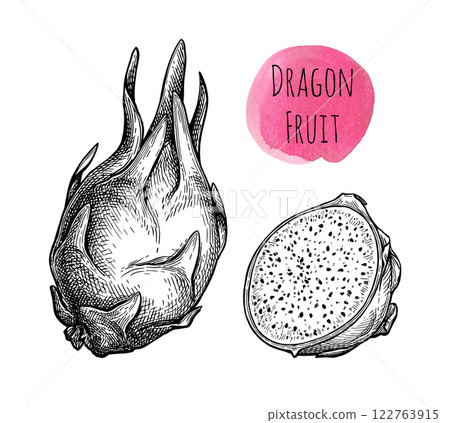 Dragon fruit ink sketch. 122763915