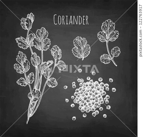 Coriander and cilantro chalk sketch Coriander and cilantro chalk sketch 122763917