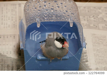 Sakura Java sparrow bathing in water Sakura Java sparrow bathing in water 122764099